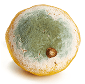 Perishable foods